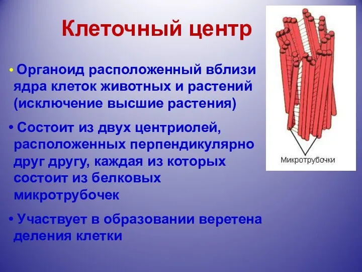 Клеточный центр Органоид расположенный вблизи ядра клеток животных и растений