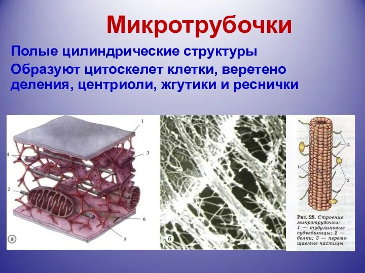 Микротрубочки Полые цилиндрические структуры Образуют цитоскелет клетки, веретено деления, центриоли, жгутики и реснички