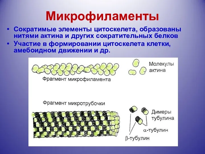 Микрофиламенты Сократимые элементы цитоскелета, образованы нитями актина и других сократительных