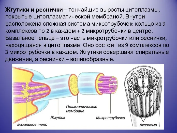 Жгутики и реснички – тончайшие выросты цитоплазмы, покрытые цитоплазматической мембраной.