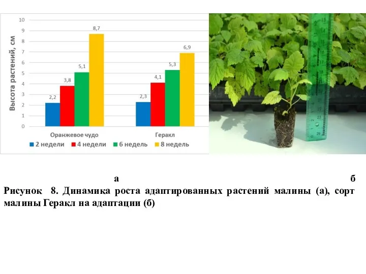 а б Рисунок 8. Динамика роста адаптированных растений малины (а), сорт малины Геракл на адаптации (б)