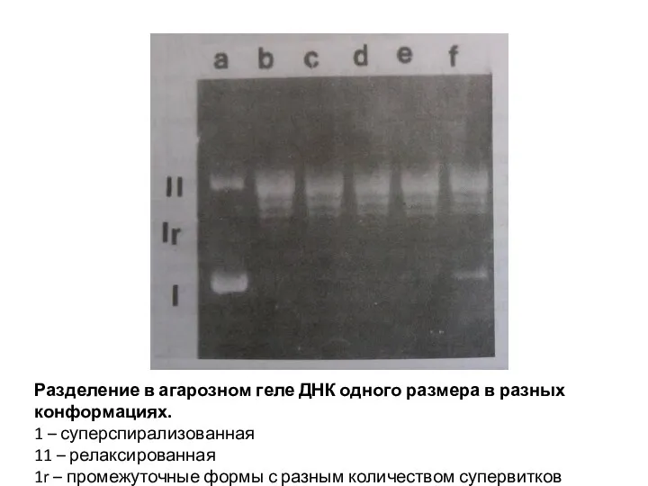 Разделение в агарозном геле ДНК одного размера в разных конформациях.