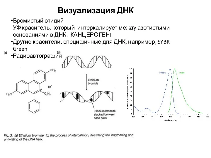 Визуализация ДНК Бромистый этидий УФ краситель, который интеркалирует между азотистыми