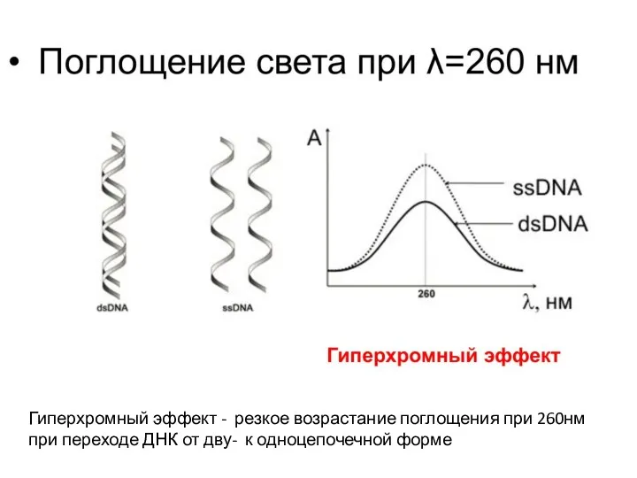 Гиперхромный эффект - резкое возрастание поглощения при 260нм при переходе ДНК от дву- к одноцепочечной форме