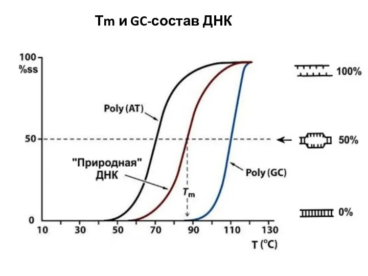 Тm и GC-состав ДНК