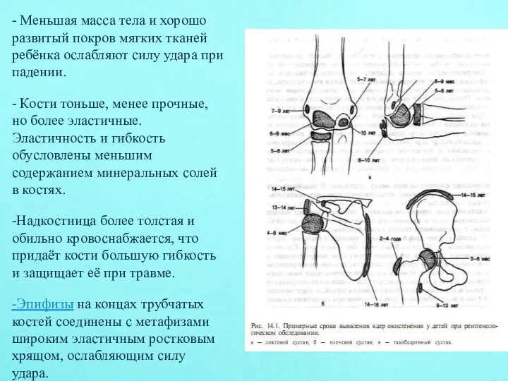 - Меньшая масса тела и хорошо развитый покров мягких тканей