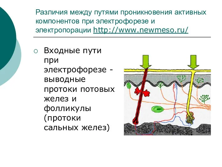 Различия между путями проникновения активных компонентов при электрофорезе и электропорации