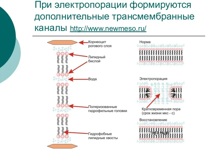 При электропорации формируются дополнительные трансмембранные каналы http://www.newmeso.ru/