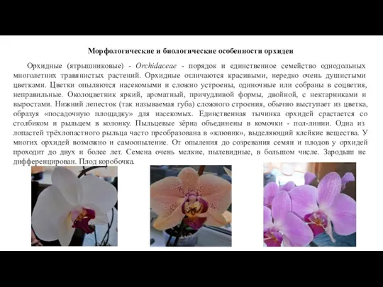 Морфологические и биологические особенности орхидеи Орхидные (ятрышниковые) - Orchidaceae -