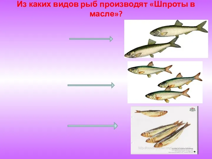 Из каких видов рыб производят «Шпроты в масле»?