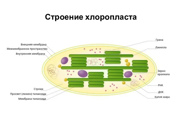 Строение хлоропласта