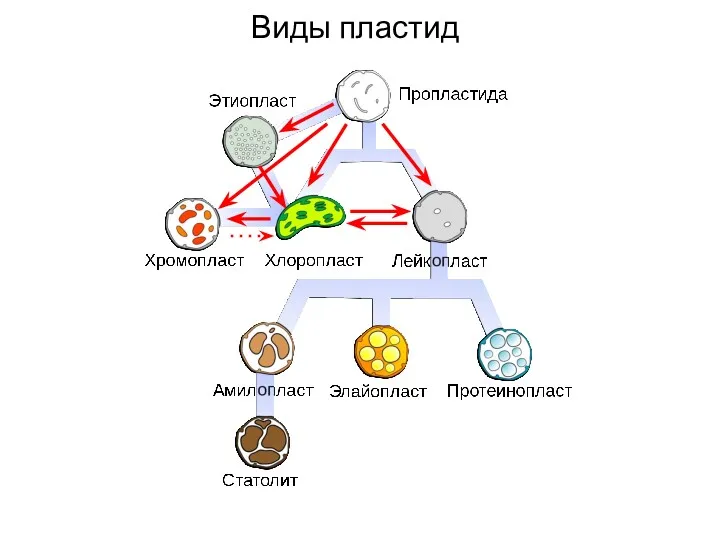 Виды пластид