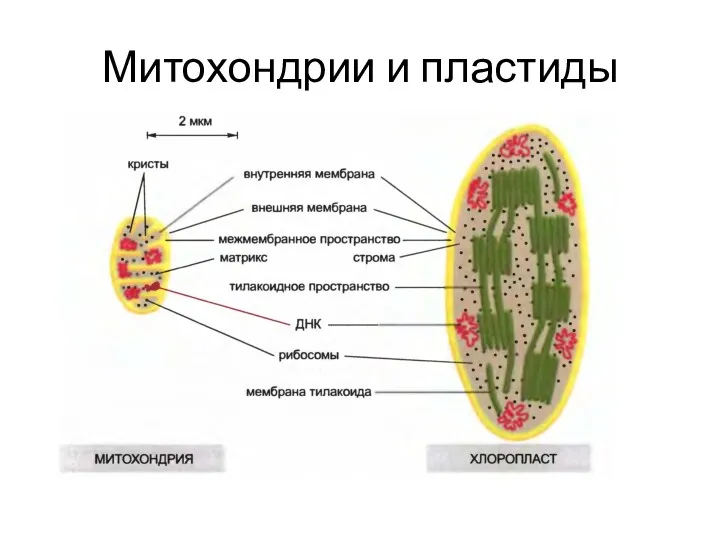 Митохондрии и пластиды