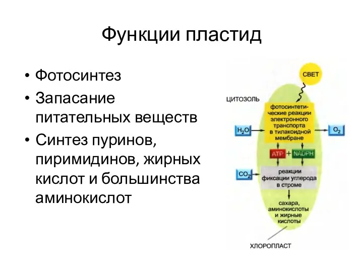 Функции пластид Фотосинтез Запасание питательных веществ Синтез пуринов, пиримидинов, жирных кислот и большинства аминокислот