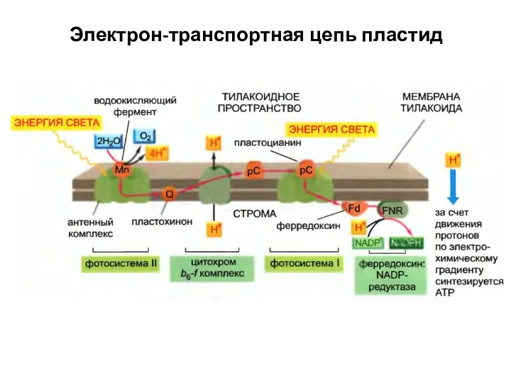 Электрон-транспортная цепь пластид