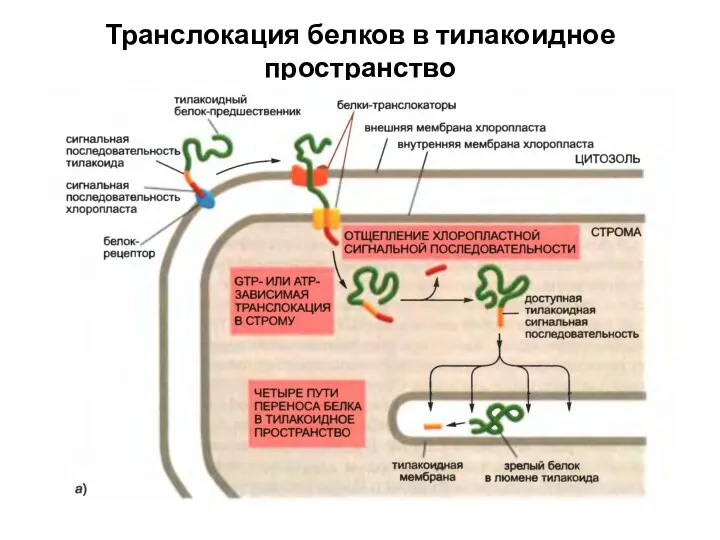 Транслокация белков в тилакоидное пространство