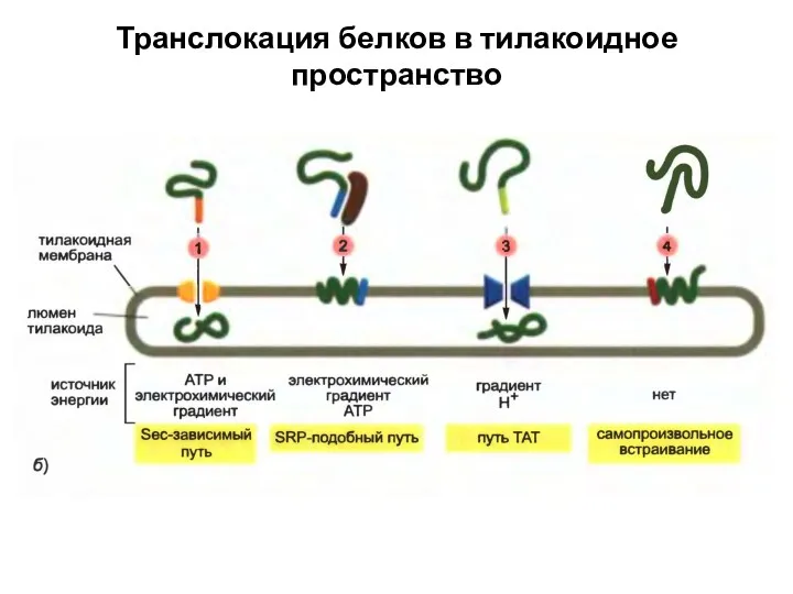 Транслокация белков в тилакоидное пространство