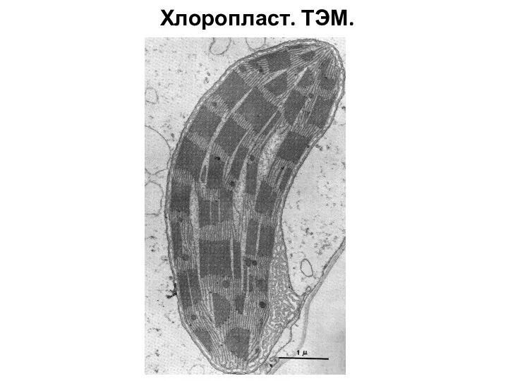 Хлоропласт. ТЭМ.