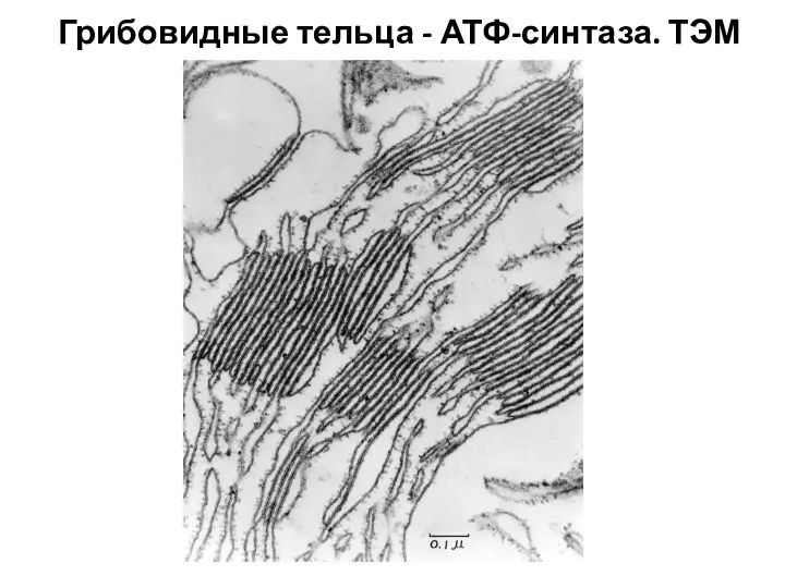 Грибовидные тельца - АТФ-синтаза. ТЭМ