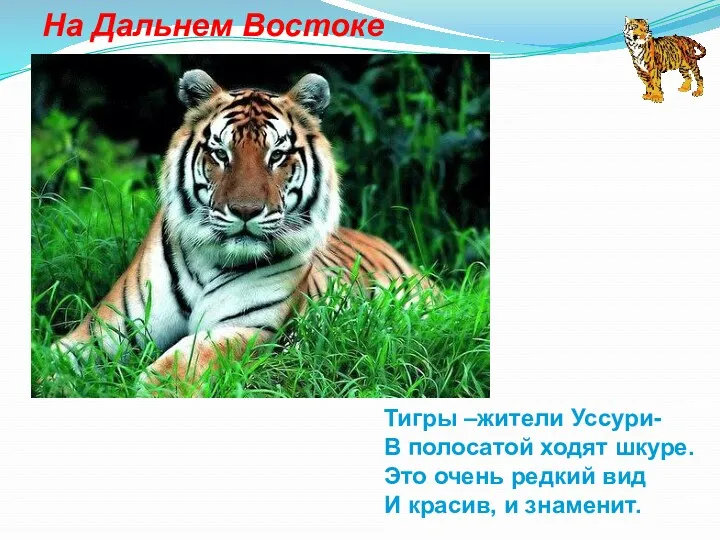 На Дальнем Востоке Тигры –жители Уссури- В полосатой ходят шкуре.