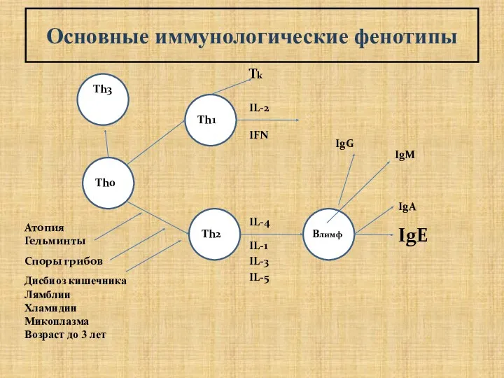 Th0 Th2 Th1 Tk Bлимф IgE IgM IgG IgA IFN