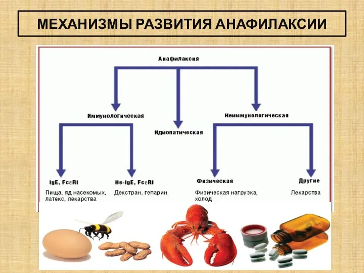 МЕХАНИЗМЫ РАЗВИТИЯ АНАФИЛАКСИИ