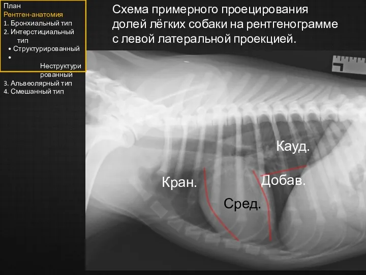 Схема примерного проецирования долей лёгких собаки на рентгенограмме с левой латеральной проекцией. Кран.