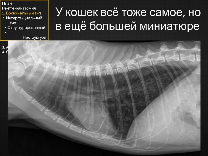 У кошек всё тоже самое, но в ещё большей миниатюре