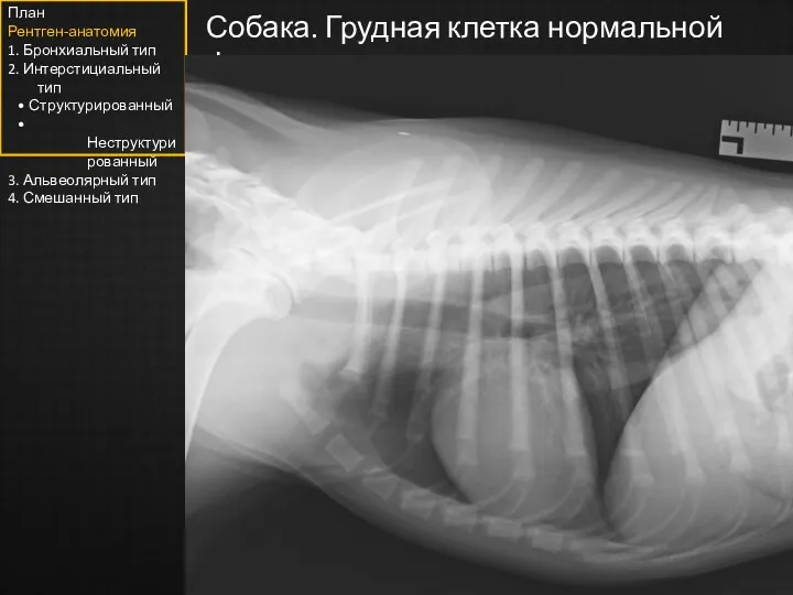 Собака. Грудная клетка нормальной формы План Рентген-анатомия 1. Бронхиальный тип