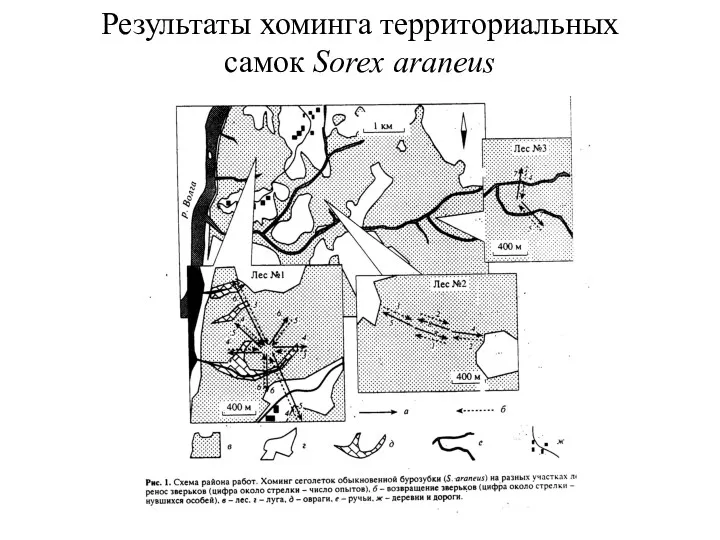 Результаты хоминга территориальных самок Sorex araneus