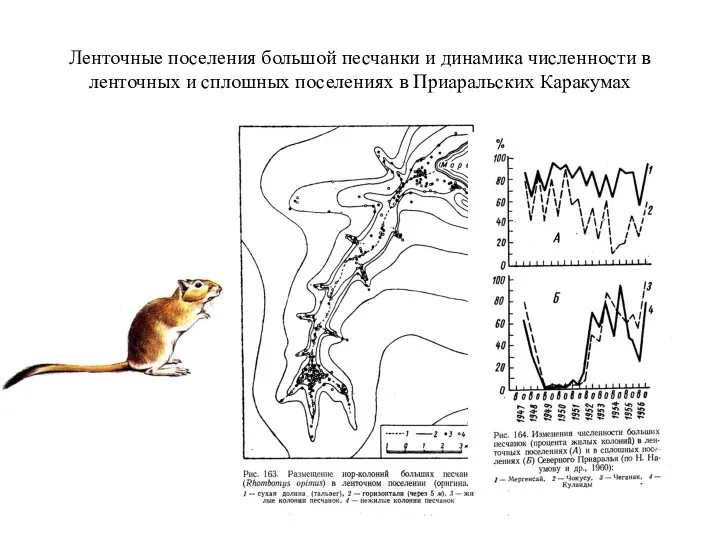 Ленточные поселения большой песчанки и динамика численности в ленточных и сплошных поселениях в Приаральских Каракумах