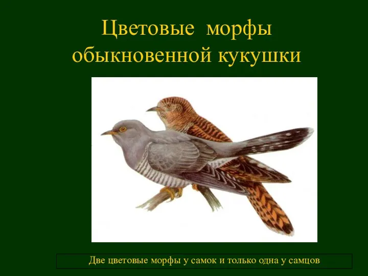 Две цветовые морфы у самок и только одна у самцов Цветовые морфы обыкновенной кукушки