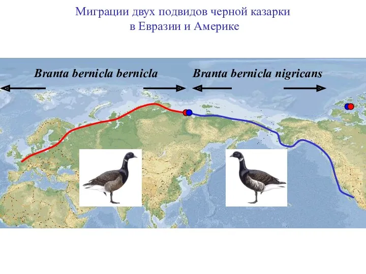 Миграции двух подвидов черной казарки в Евразии и Америке Branta bernicla bernicla Branta bernicla nigricans