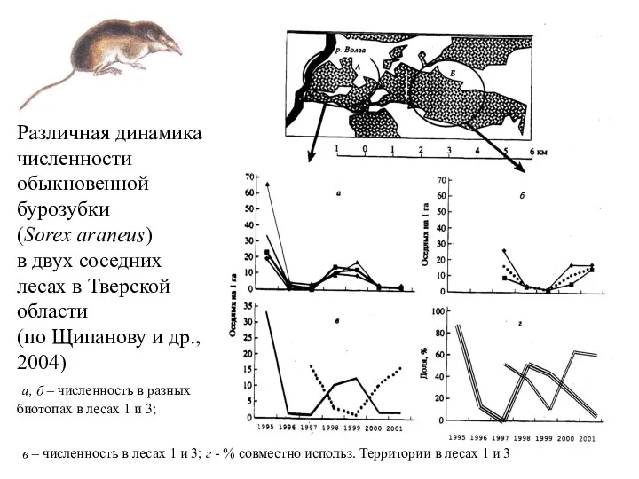 Различная динамика численности обыкновенной бурозубки (Sorex araneus) в двух соседних