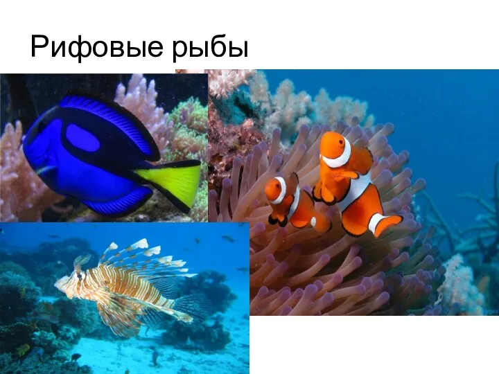 Рифовые рыбы