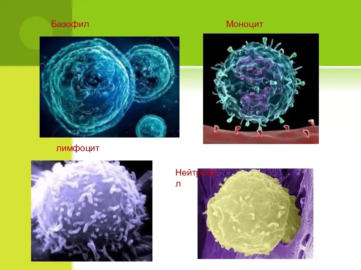 Нейтрофил Базофил лимфоцит Моноцит