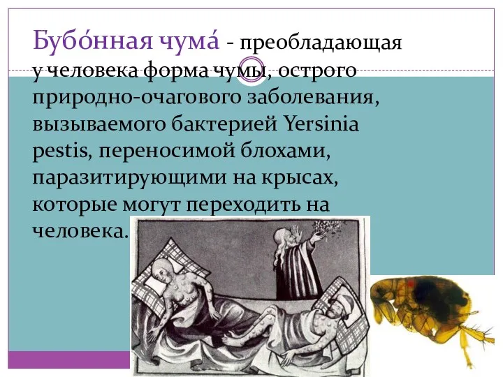 Бубо́нная чума́ - преобладающая у человека форма чумы, острого природно-очагового