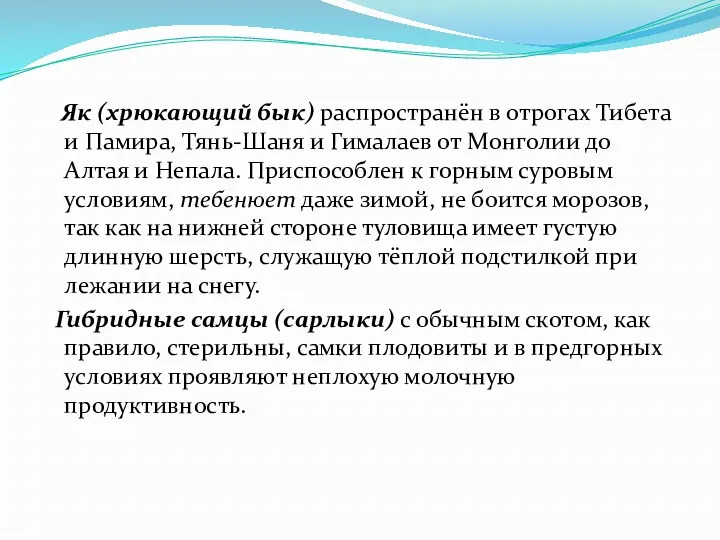 Як (хрюкающий бык) распространён в отрогах Тибета и Памира, Тянь-Шаня