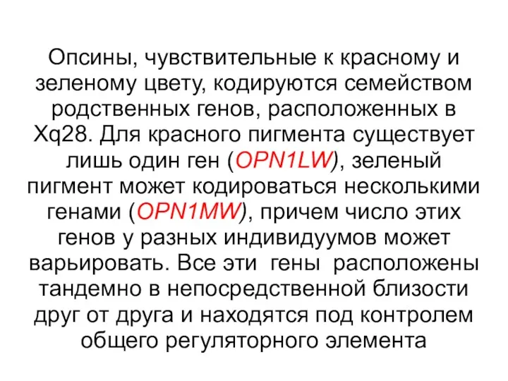 Опсины, чувствительные к красному и зеленому цвету, кодируются семейством родственных