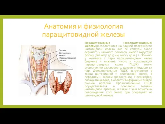 Анатомия и физиология паращитовидной железы Паращитовидные (околощитовидные) железы располагаются на