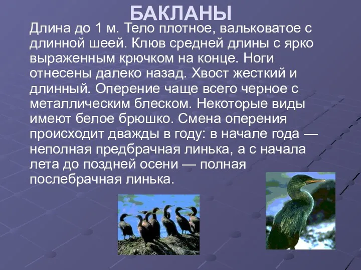 БАКЛАНЫ Длина до 1 м. Тело плотное, вальковатое с длинной шеей. Клюв средней