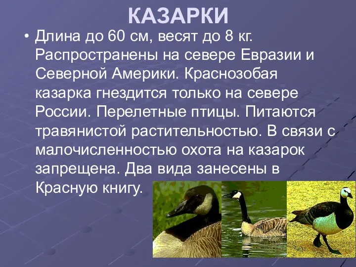 КАЗАРКИ Длина до 60 см, весят до 8 кг. Распространены на севере Евразии