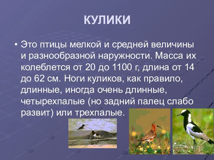 КУЛИКИ Это птицы мелкой и средней величины и разнообразной наружности. Масса их колеблется