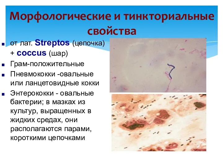 Морфологические и тинкториальные свойства от лат. Streptos (цепочка) + coccus (шар) Грам-положительные Пневмококки