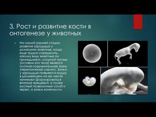 3. Рост и развитие кости в онтогенезе у животных На самой ранней стадии