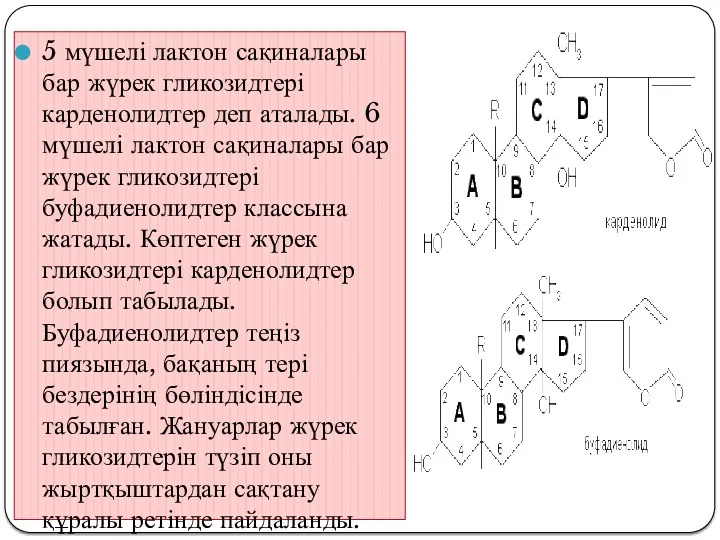 5 мүшелі лактон сақиналары бар жүрек гликозидтері карденолидтер деп аталады.