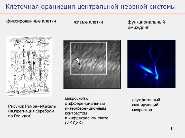 Клеточная оранизция центральной нервной системы фиксированные клетки живые клетки функциональный