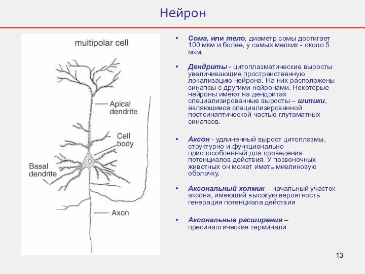 Нейрон Сома, или тело, диаметр сомы достигает 100 мкм и