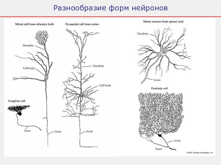 Разнообразие форм нейронов