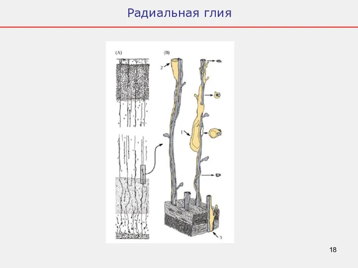 Радиальная глия